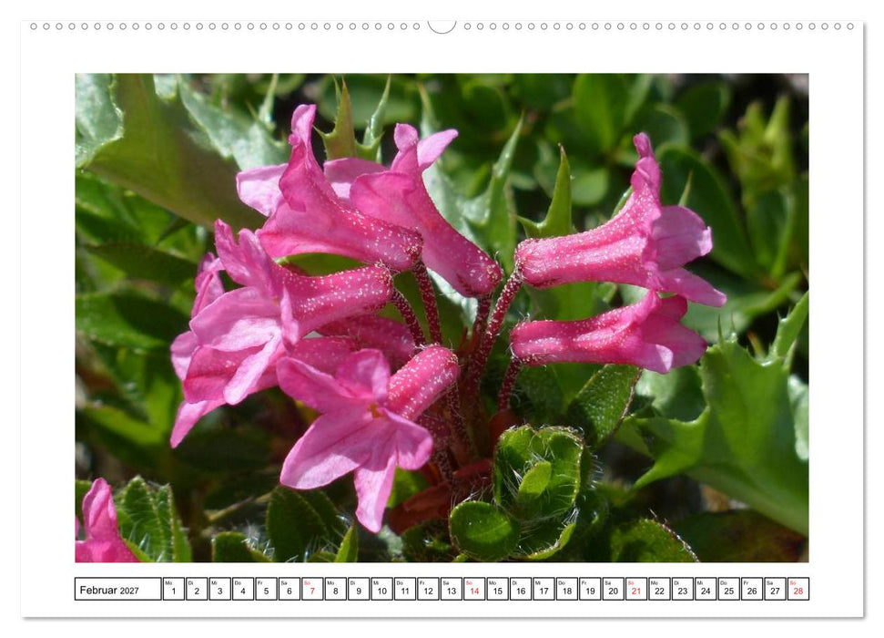 Alpenblumen. Bunte Welt in luftiger Höhe (CALVENDO Premium Wandkalender 2027)