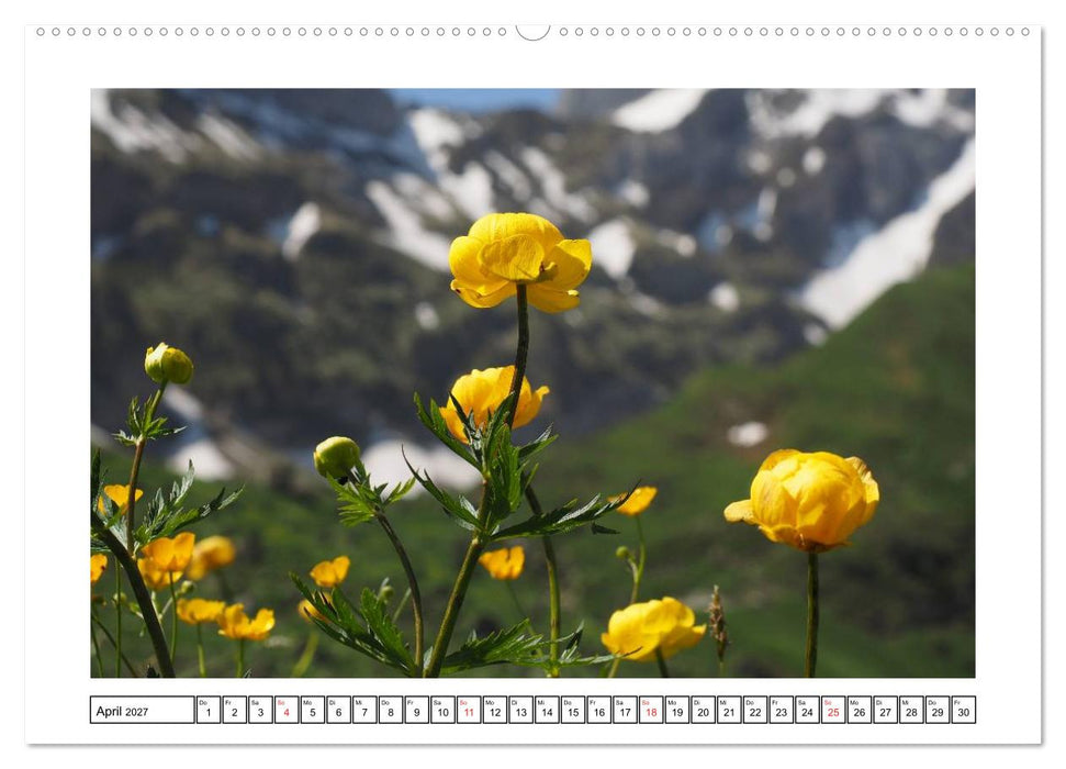 Alpenblumen. Bunte Welt in luftiger Höhe (CALVENDO Premium Wandkalender 2027)