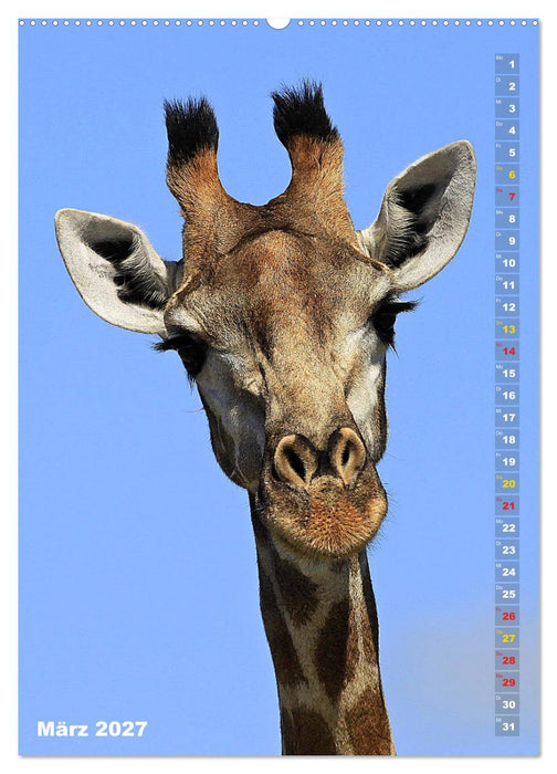 Giraffen - Anmut und Sanftheit (CALVENDO Wandkalender 2027)