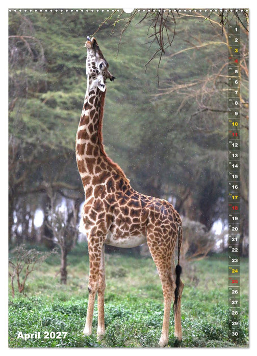 Giraffen - Anmut und Sanftheit (CALVENDO Wandkalender 2027)