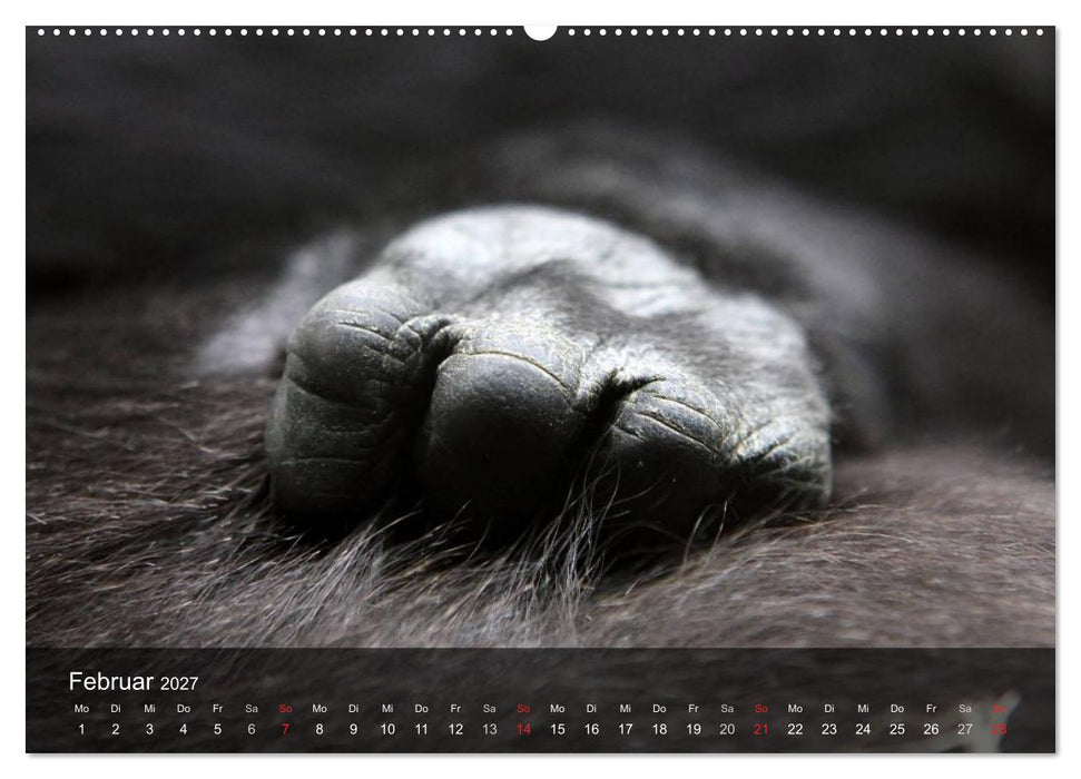 Gorillas. Friedliebende Kraftpakete (CALVENDO Wandkalender 2027)