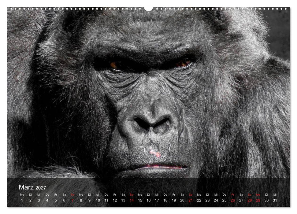 Gorillas. Friedliebende Kraftpakete (CALVENDO Wandkalender 2027)