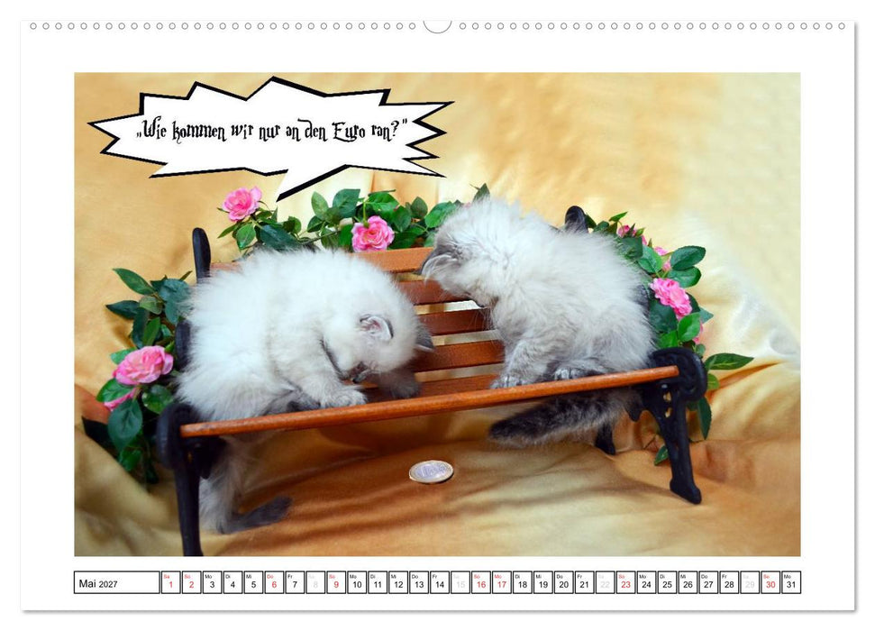 Lustiger Katzenkalender (CALVENDO Premium Wandkalender 2027)