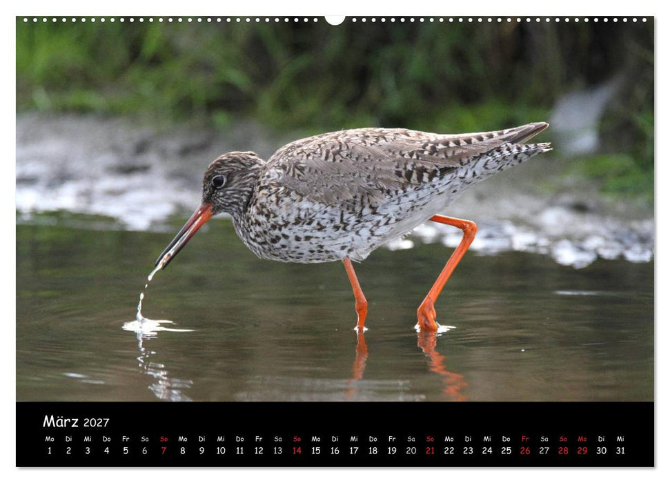 Vögel der Nordseeküste (CALVENDO Wandkalender 2027)