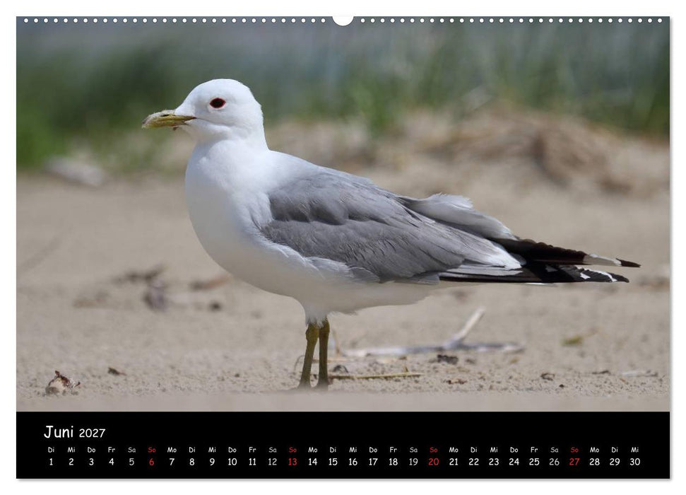 Vögel der Nordseeküste (CALVENDO Wandkalender 2027)