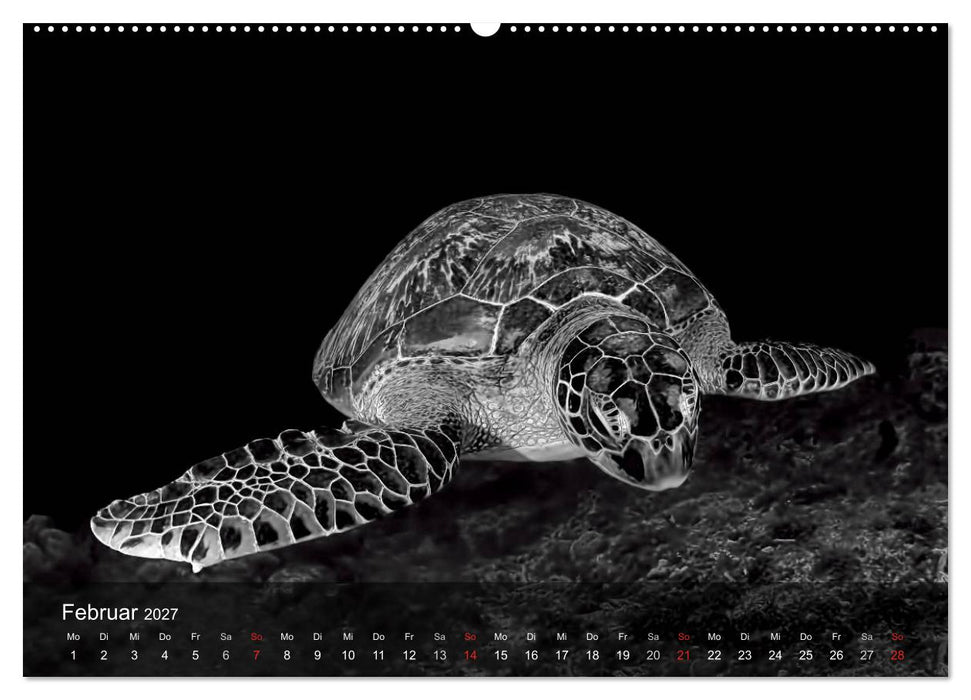 Schildkröten des Ozeans (CALVENDO Wandkalender 2027)