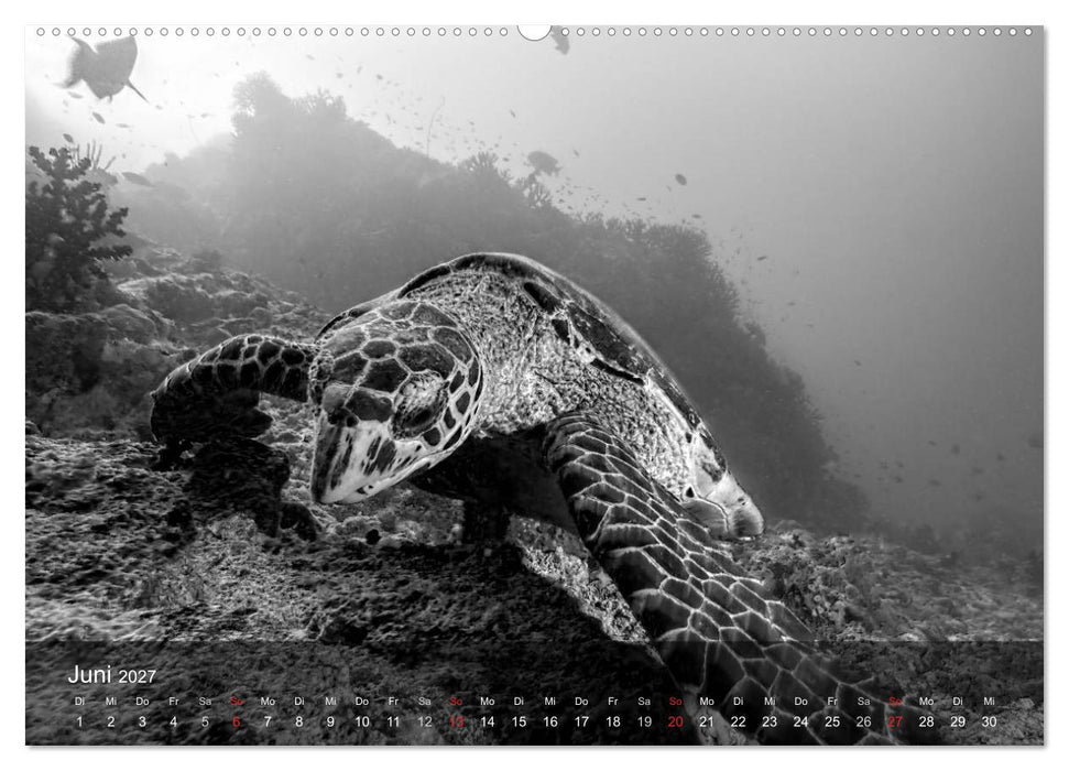 Schildkröten des Ozeans (CALVENDO Wandkalender 2027)