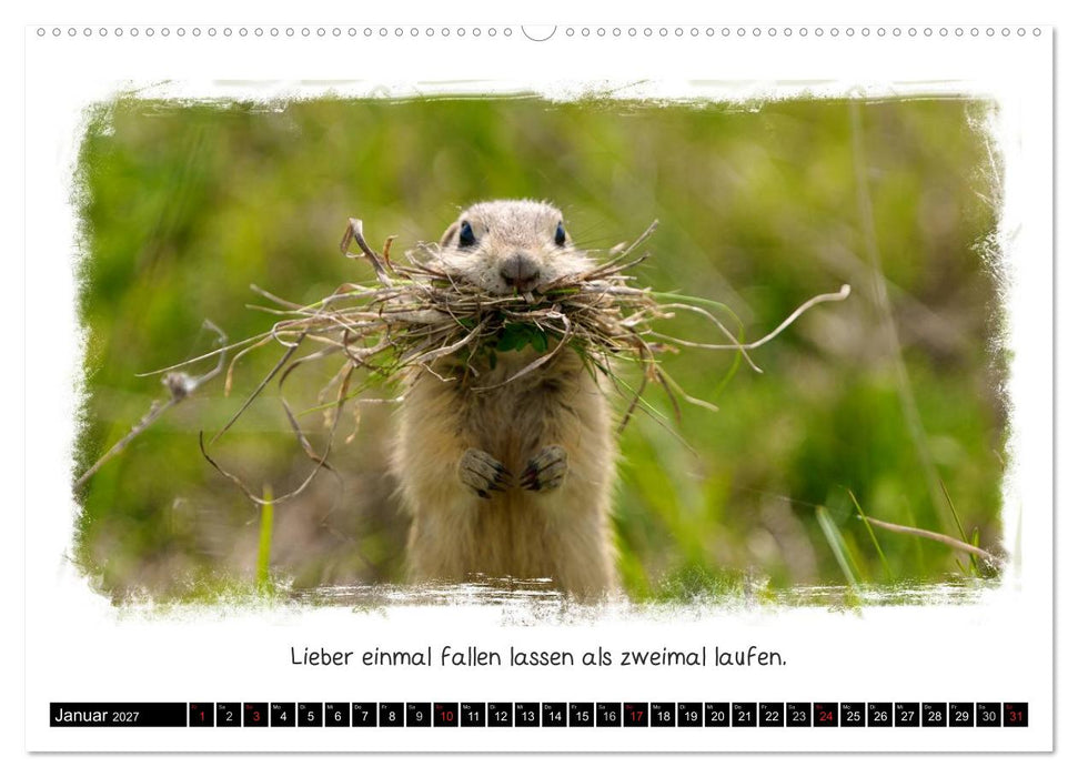 Tierisch witzig (CALVENDO Premium Wandkalender 2027)