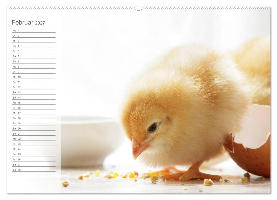 Küken in der Kinderstube Terminplaner (CALVENDO Premium Wandkalender 2027)