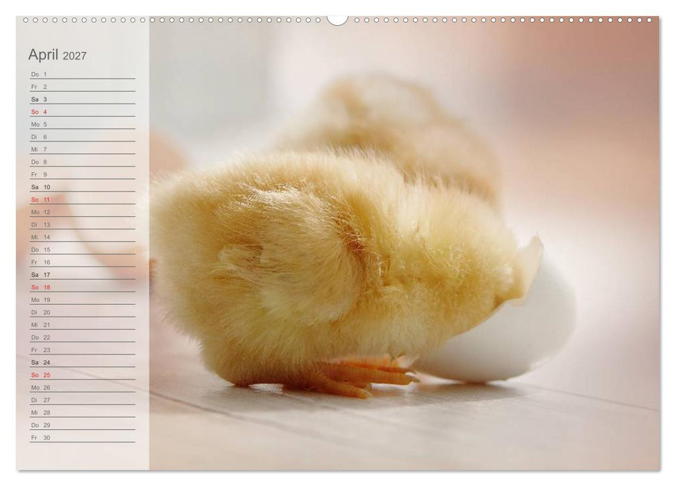 Küken in der Kinderstube Terminplaner (CALVENDO Premium Wandkalender 2027)