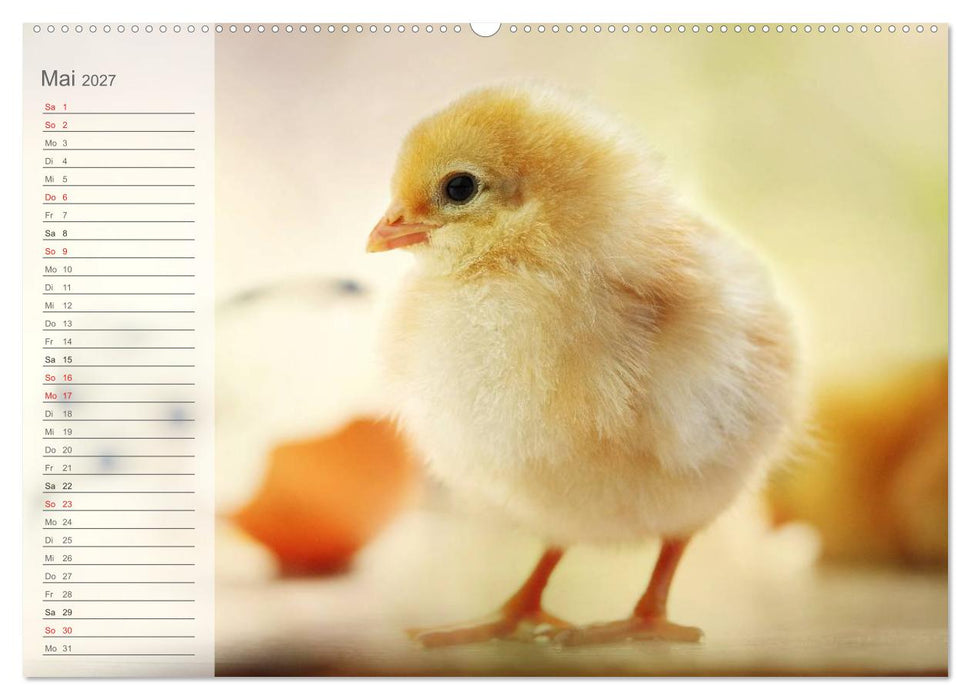 Küken in der Kinderstube Terminplaner (CALVENDO Premium Wandkalender 2027)