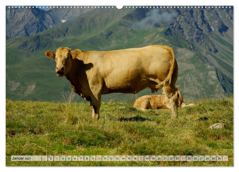 Glückliche Kühe auf saftigen Wiesen (CALVENDO Wandkalender 2027)