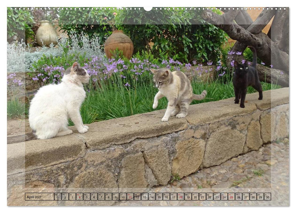 Königliches Marokko (CALVENDO Wandkalender 2027)