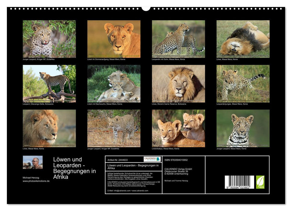 Löwen und Leoparden - Begegnungen in Afrika (CALVENDO Premium Wandkalender 2027)
