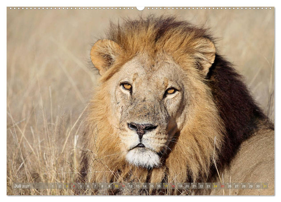 Löwen und Leoparden - Begegnungen in Afrika (CALVENDO Premium Wandkalender 2027)
