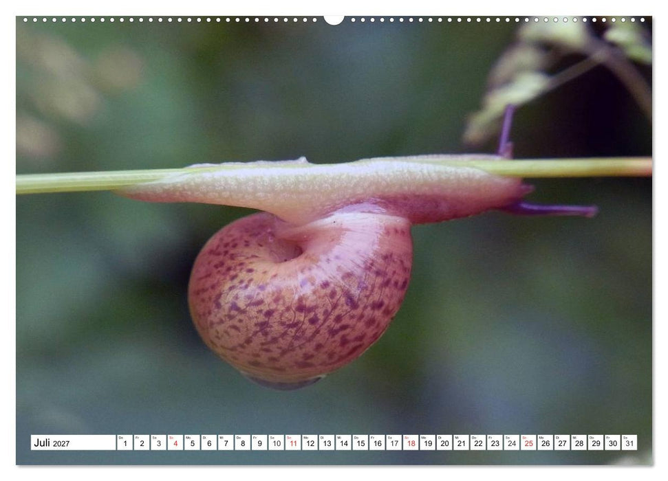 Schnecken. Witzige Schleimer (CALVENDO Premium Wandkalender 2027)