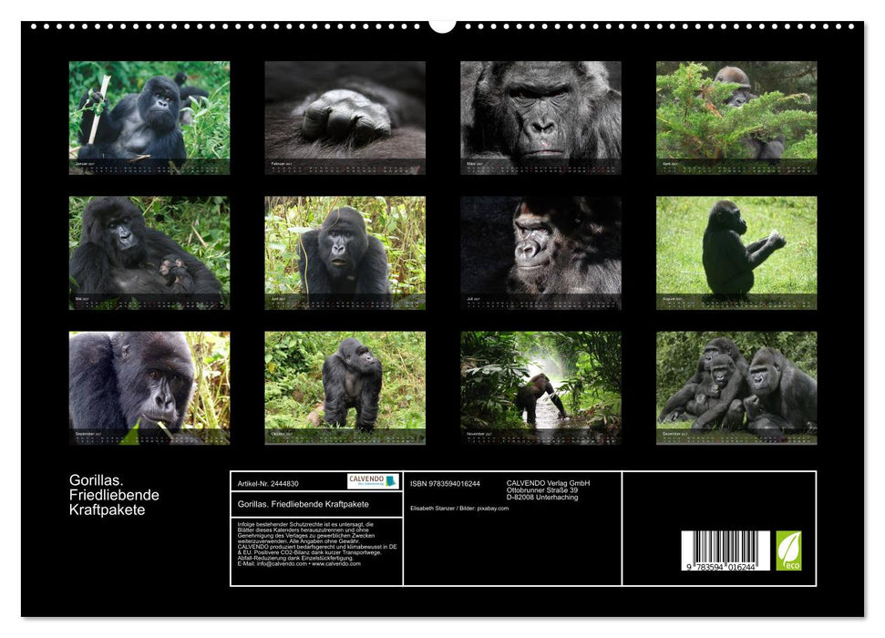Gorillas. Friedliebende Kraftpakete (CALVENDO Premium Wandkalender 2027)