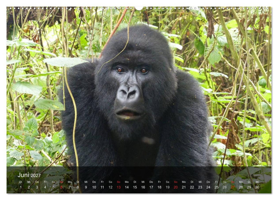 Gorillas. Friedliebende Kraftpakete (CALVENDO Premium Wandkalender 2027)