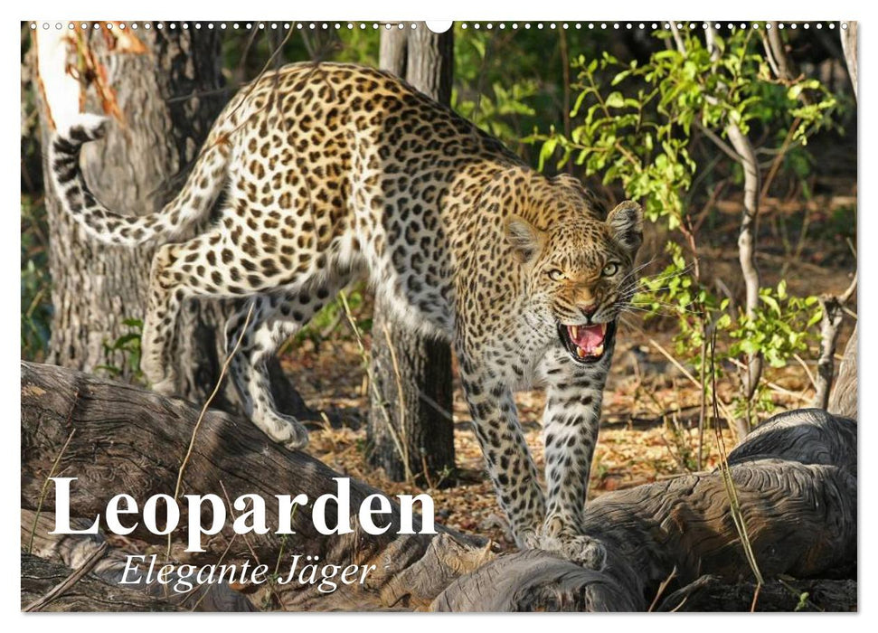 Leoparden. Elegante Jäger (CALVENDO Wandkalender 2027)