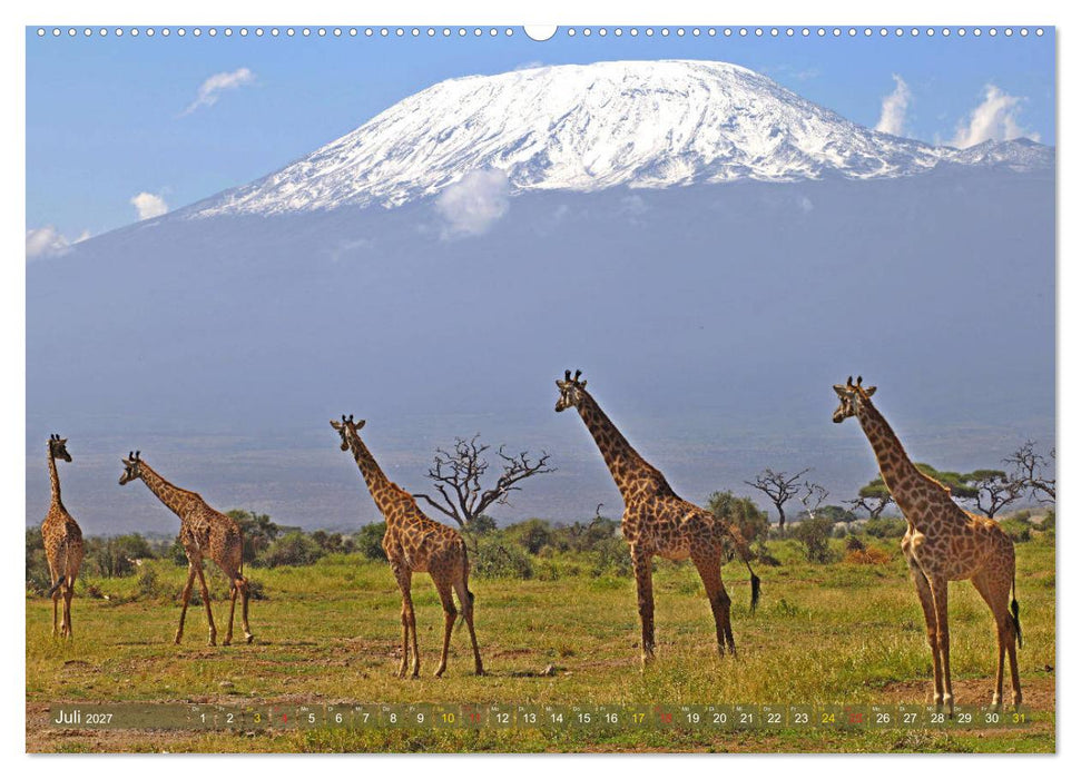 Giraffen - Sanftheit und Anmut (CALVENDO Premium Wandkalender 2027)