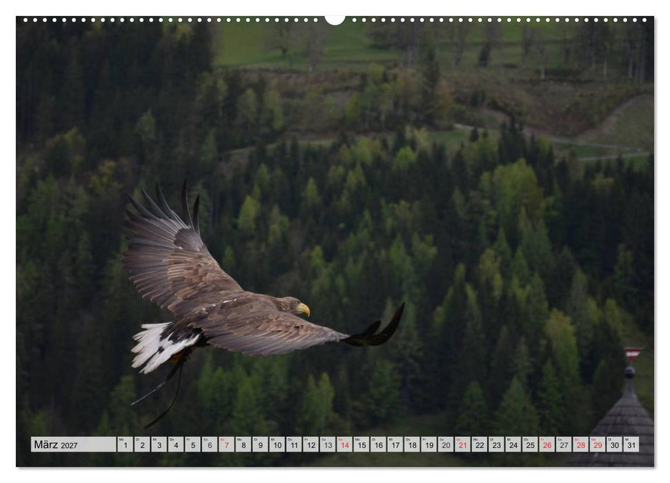Wildtiere. Heimische Schönheiten (CALVENDO Wandkalender 2027)