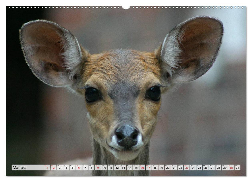 Wildtiere. Heimische Schönheiten (CALVENDO Wandkalender 2027)