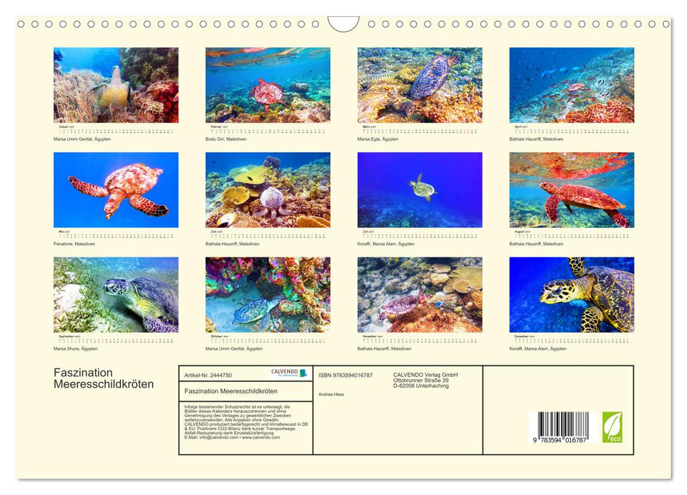 Faszination Meeresschildkröten (CALVENDO Wandkalender 2027)