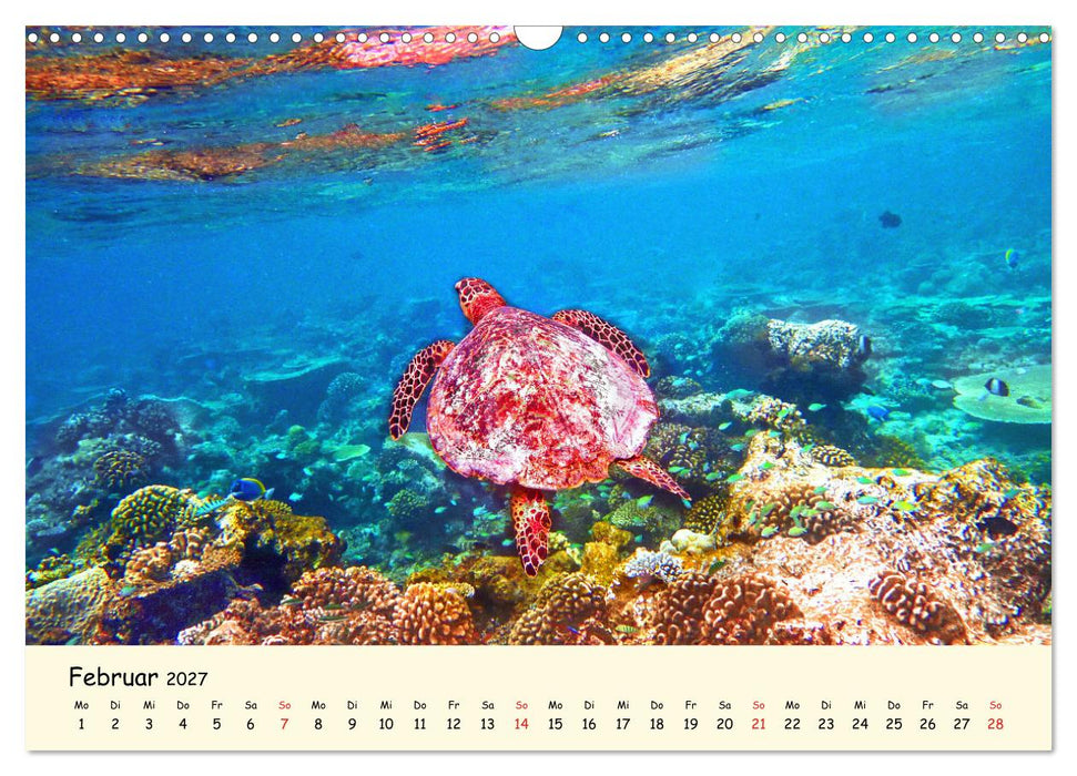 Faszination Meeresschildkröten (CALVENDO Wandkalender 2027)