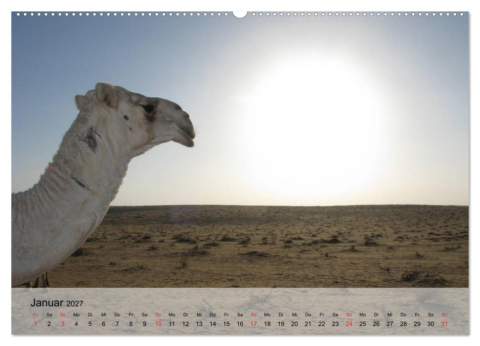 Kamele in der Wüstensonne (CALVENDO Premium Wandkalender 2027)