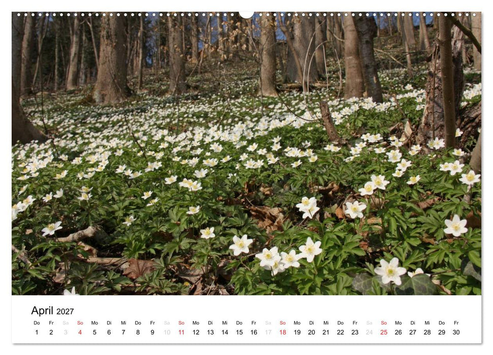 Der Ebersberger Forst und seine Umgebung (CALVENDO Wandkalender 2027)