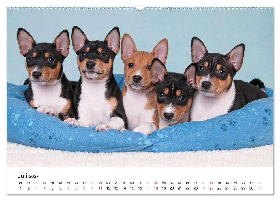 Bezaubernde Basenji-Welpen (CALVENDO Premium Wandkalender 2027)