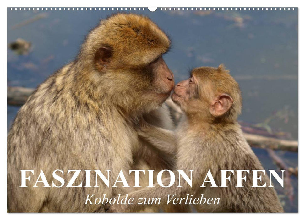 Faszination Affen. Kobolde zum Verlieben (CALVENDO Wandkalender 2027)