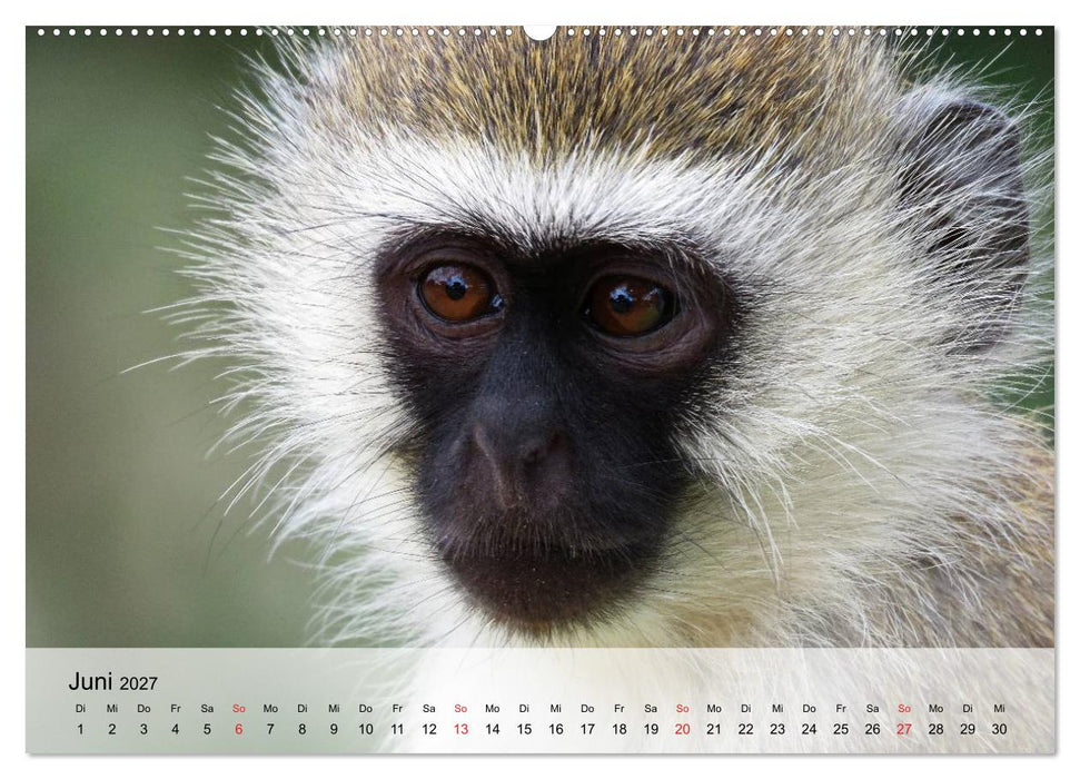 Faszination Affen. Kobolde zum Verlieben (CALVENDO Wandkalender 2027)
