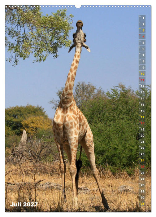 Giraffen - Anmut und Sanftheit (CALVENDO Premium Wandkalender 2027)