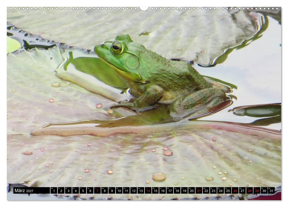 Frösche. Quakend durchs Leben (CALVENDO Premium Wandkalender 2027)
