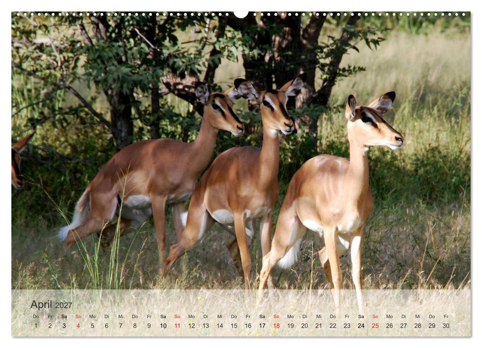 Afrikas schöne Tierwelt (CALVENDO Premium Wandkalender 2027)