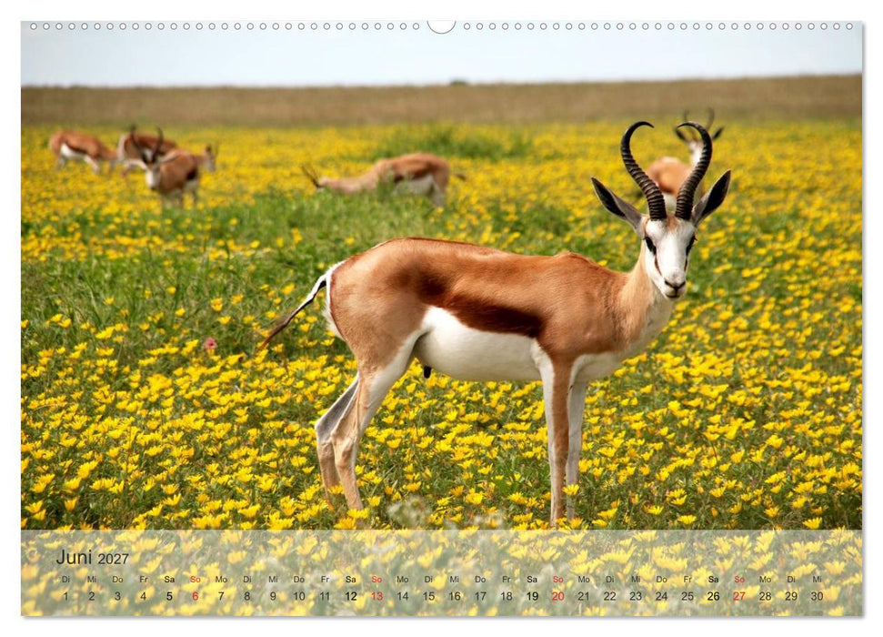 Afrikas schöne Tierwelt (CALVENDO Premium Wandkalender 2027)