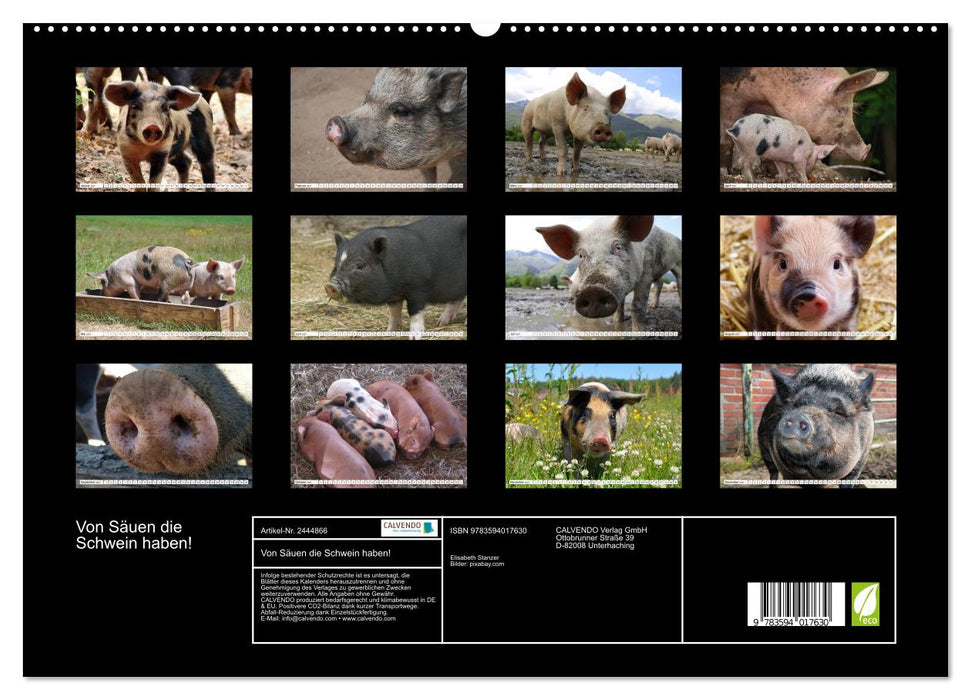Von Säuen die Schwein haben! (CALVENDO Premium Wandkalender 2027)