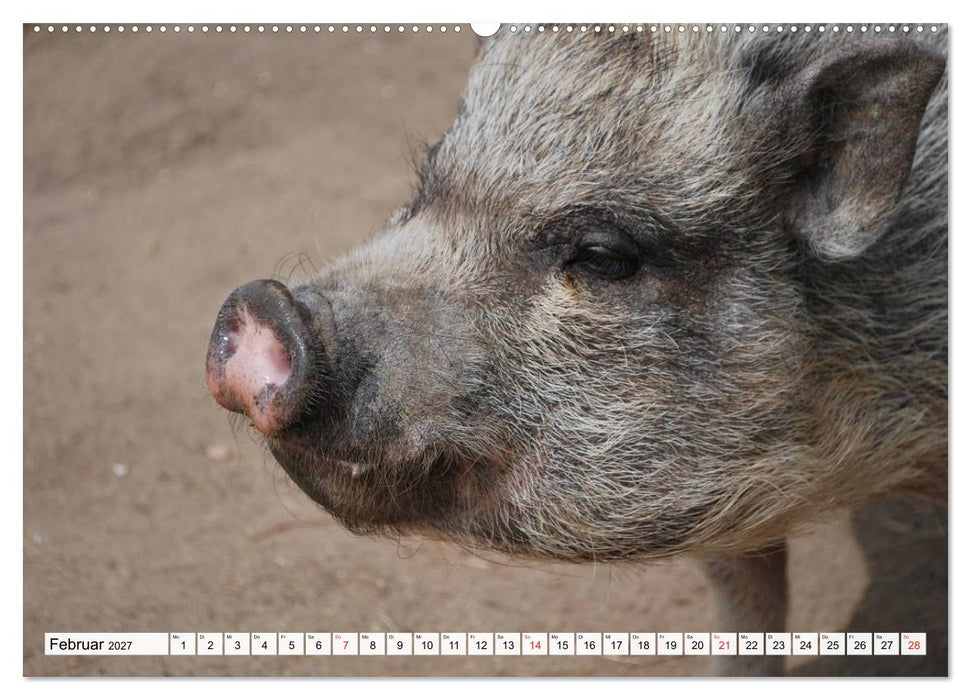 Von Säuen die Schwein haben! (CALVENDO Premium Wandkalender 2027)