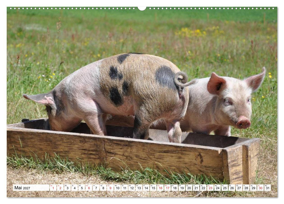 Von Säuen die Schwein haben! (CALVENDO Premium Wandkalender 2027)