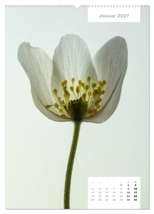 Schnittblumen 2027 (CALVENDO Premium Wandkalender 2027)
