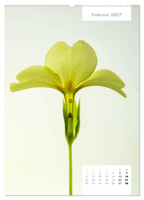 Schnittblumen 2027 (CALVENDO Premium Wandkalender 2027)
