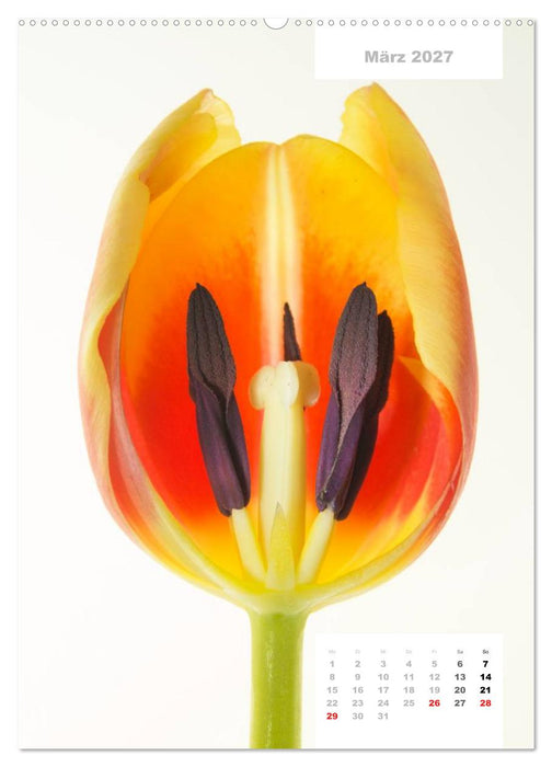 Schnittblumen 2027 (CALVENDO Premium Wandkalender 2027)