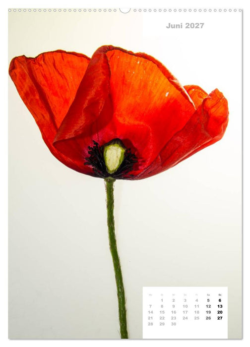 Schnittblumen 2027 (CALVENDO Premium Wandkalender 2027)