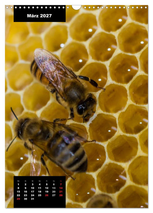 Bienen in ihrem geheimen Reich (CALVENDO Wandkalender 2027)