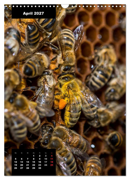 Bienen in ihrem geheimen Reich (CALVENDO Wandkalender 2027)