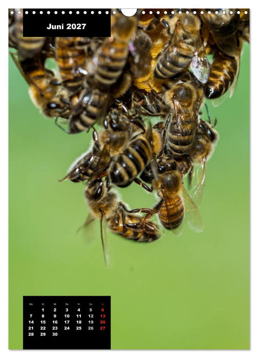 Bienen in ihrem geheimen Reich (CALVENDO Wandkalender 2027)