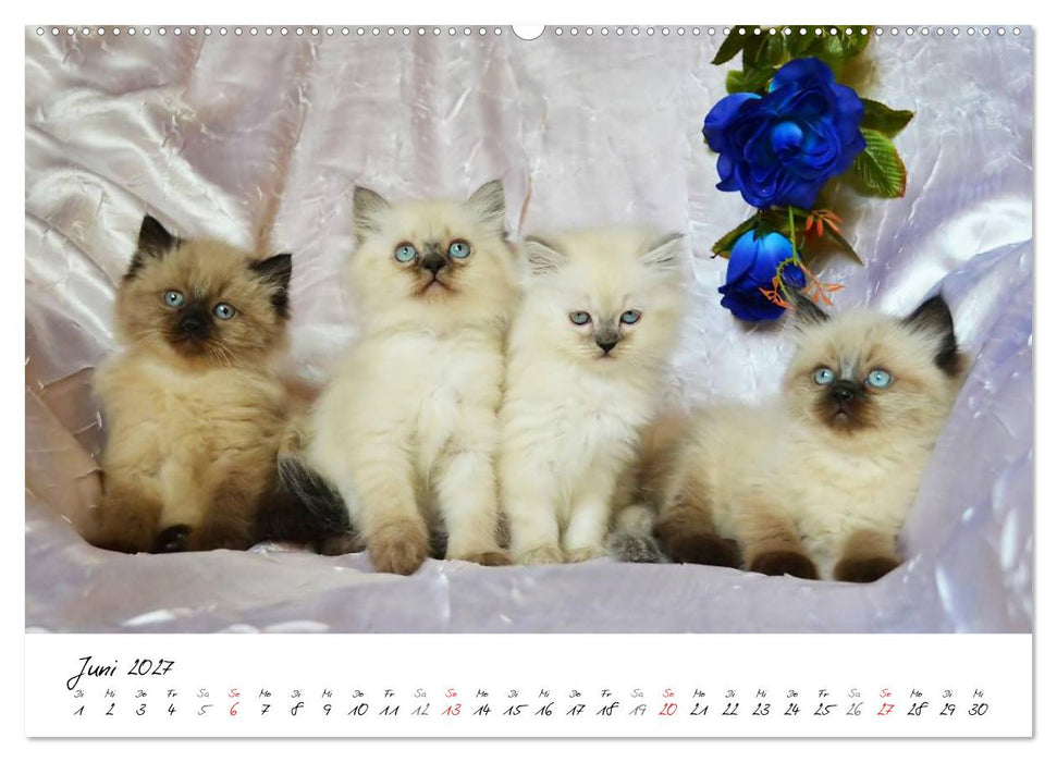 Katzenparade (CALVENDO Premium Wandkalender 2027)