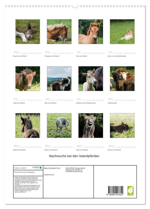 Nachwuchs bei den Islandpferden (CALVENDO Premium Wandkalender 2027)
