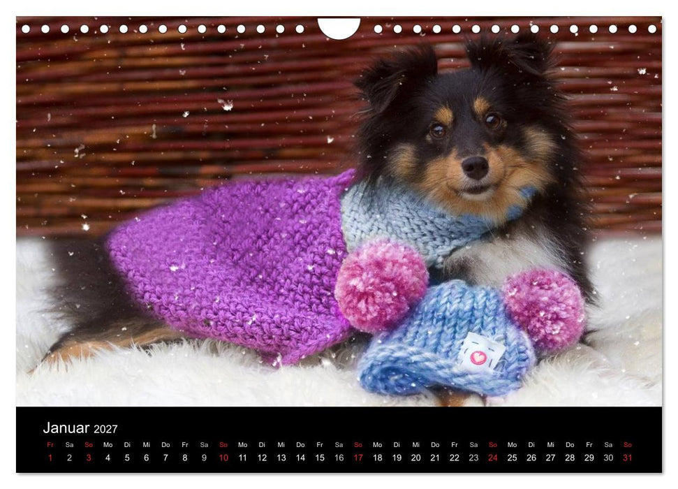 Wir lieben Shelties (CALVENDO Wandkalender 2027)